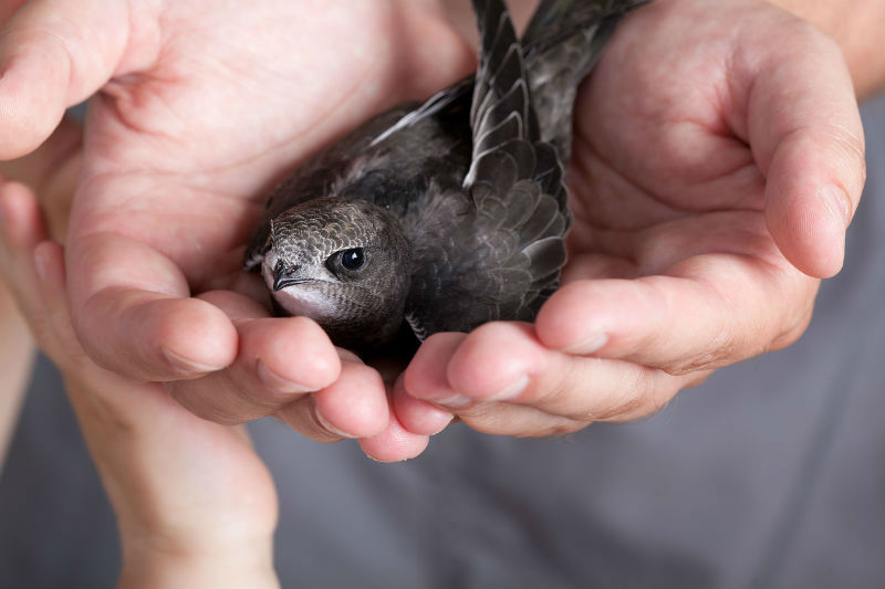 Keeping Chimney Swifts & Other Animals Out of Your Chimney