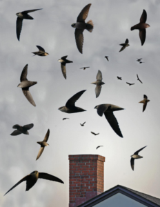birds flying over chimney